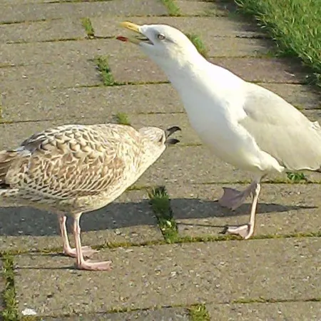 Luetje Harlesiel Casa vacanze