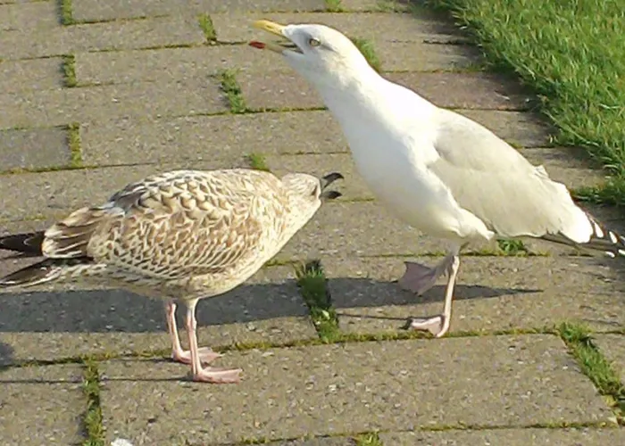 Nyaraló Luetje Harlesiel Carolinensiel